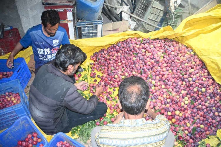 सरकार की कल्याणकारी योजनाओं से बदल रही कुल्लू के बागवानों की तकदीर