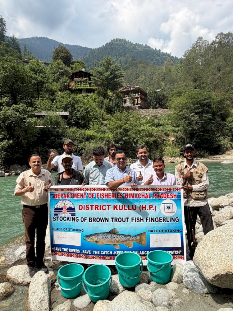 तीर्थन, जीभी एवं फालाचन घाटियों की नदियों में 20 हजार ब्राउन ट्राउट फिंगरलिंग्स छोड़ी