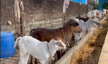 नाहन : सिरमौर जिले में पशुओं में गलघोंटू लंगड़ी बुखार को लेकर डोर-टू-डोर' मुफ्त टीकाकरण महाअभियान तेज