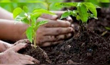 नाहन : वन विभाग पांवटा साहिब में 50 हेक्टेयर भूमि पर करेगा पौधा रोपण  4 वन परिक्षेत्र में लहलहाएंगे 10 हजार पौधे, वन विभाग ने पूरी की तैयारियां