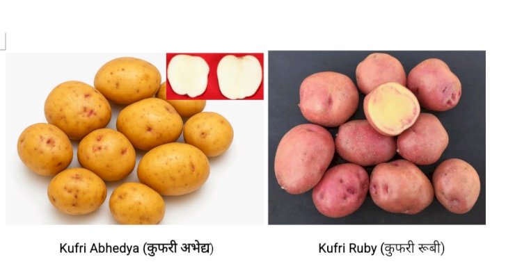 भारत सरकार ने आलू की दो नई किस्मों के लिए जारी की अधिसूचना.. हिमाचल प्रदेश के किसानों के लिए बड़ी उपलब्धि